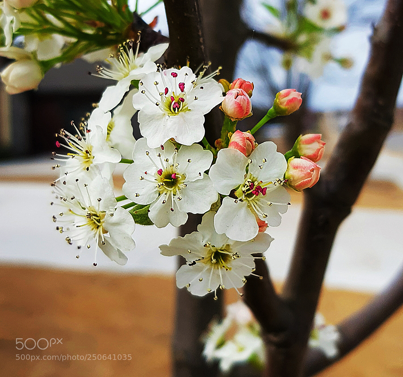 Samsung Galaxy S8+ sample photo. Spring flowers photography