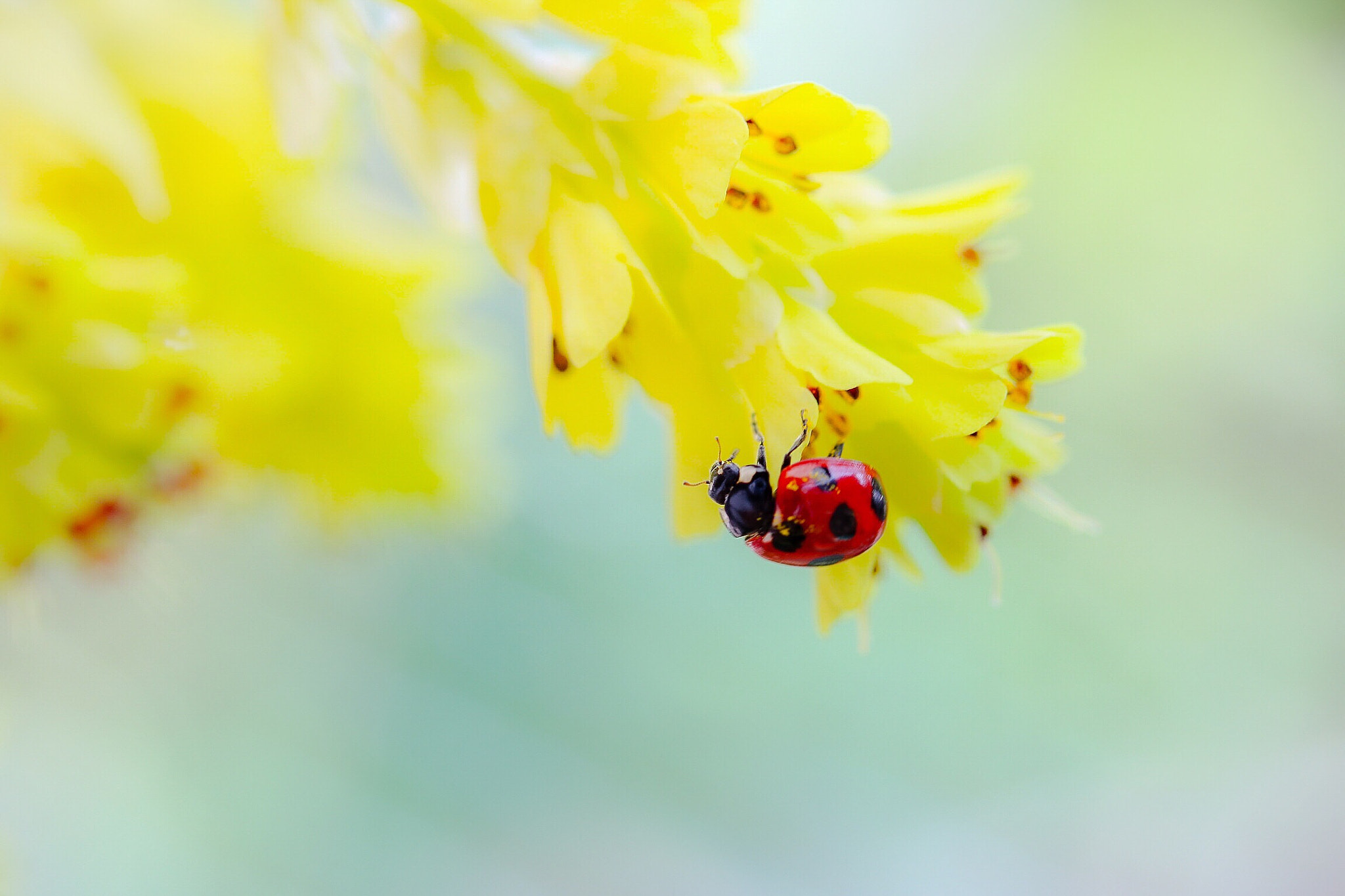 Canon EOS 760D (EOS Rebel T6s / EOS 8000D) sample photo. Pollen dyes me like a flower photography