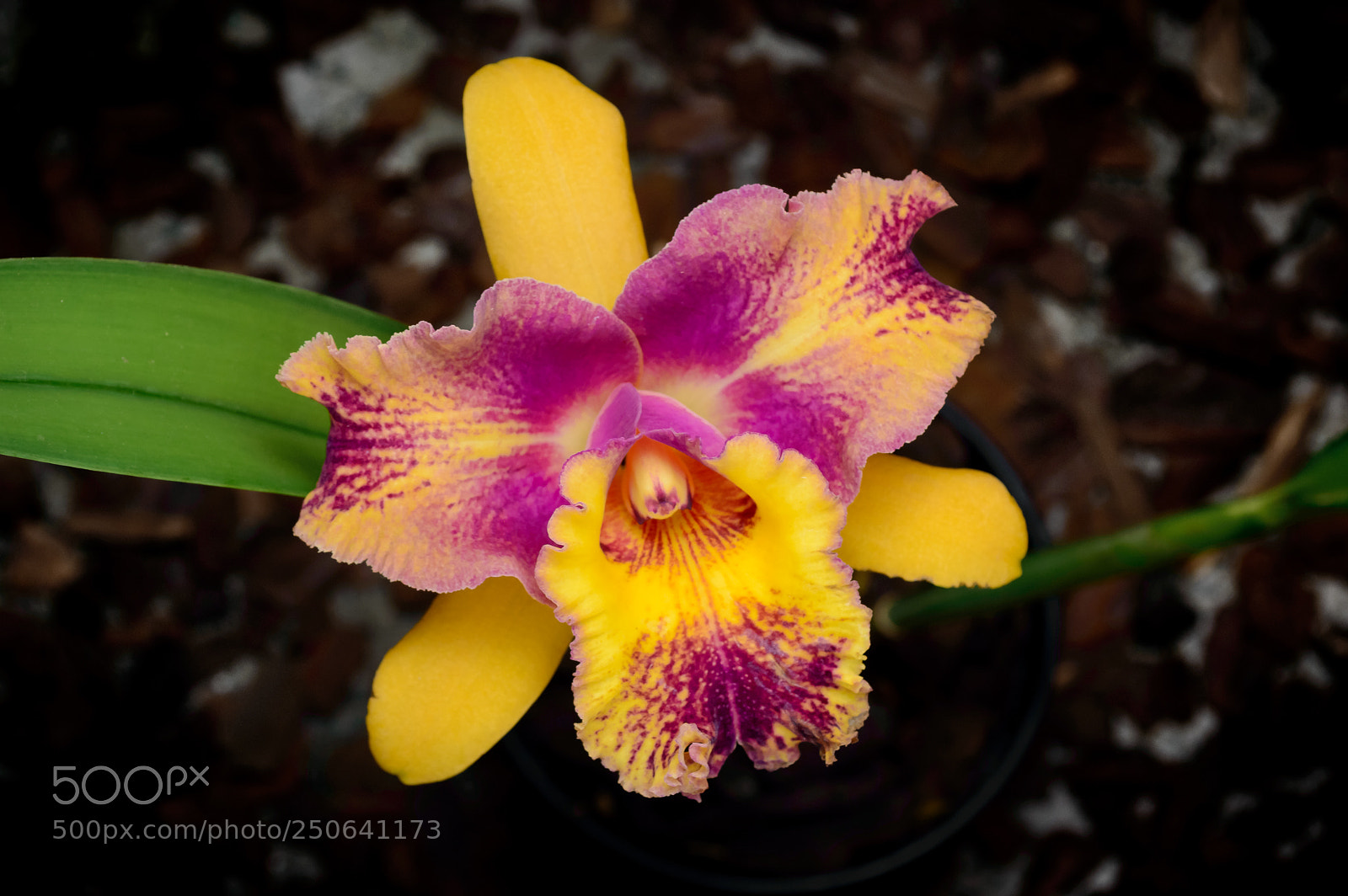 Nikon D3200 sample photo. Brassolaeliocattleya taiwan queen mimosa photography