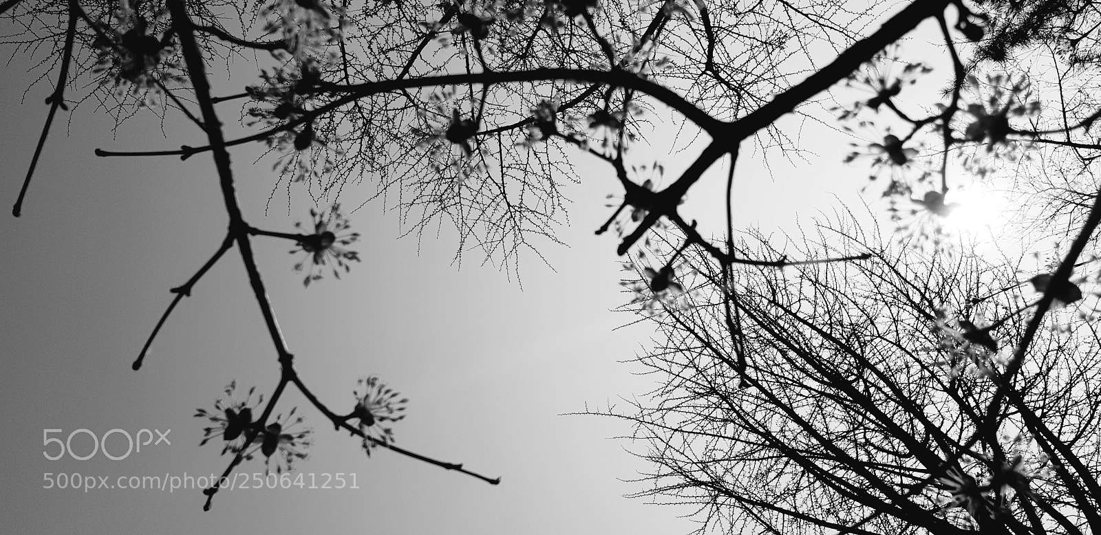 Samsung Galaxy S9+ sample photo. Cornlian cherry photography