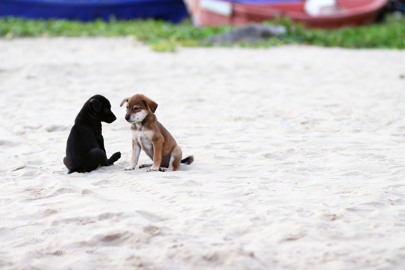 Canon EOS 700D (EOS Rebel T5i / EOS Kiss X7i) sample photo. Dogs on the beach photography