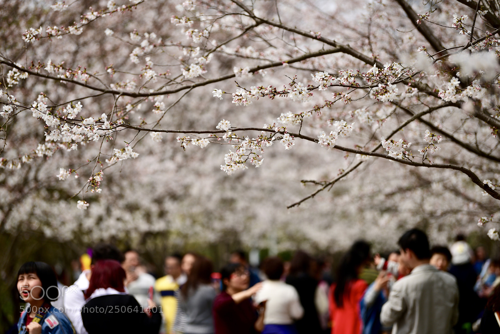 Nikon D810 sample photo. 人如潮水...sukura & tourist photography