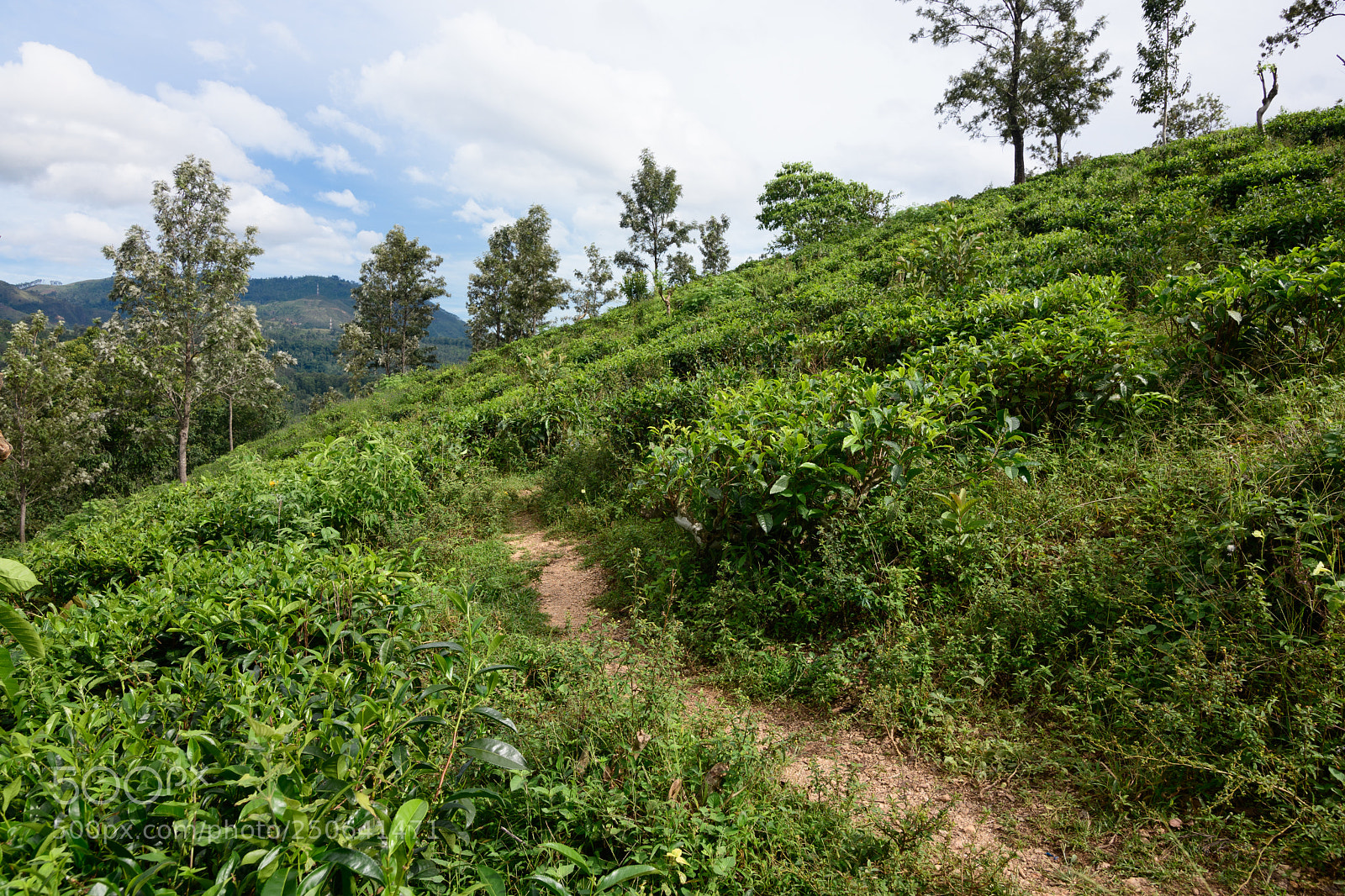 Nikon D7500 sample photo. Tea plantation photography
