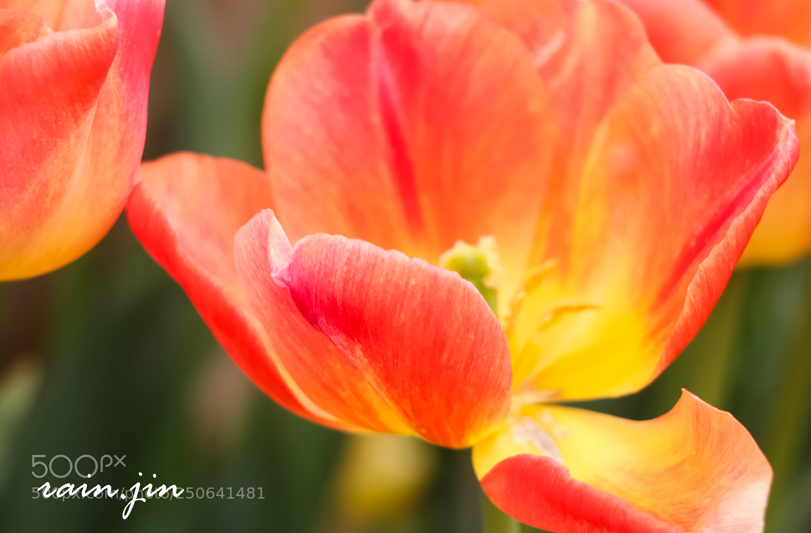 Canon EOS 70D sample photo. Tulip photography