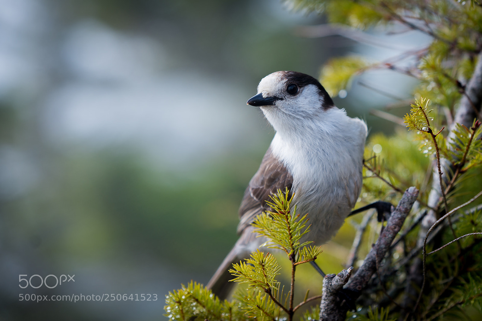 Nikon D610 sample photo. Curious bird at the photography