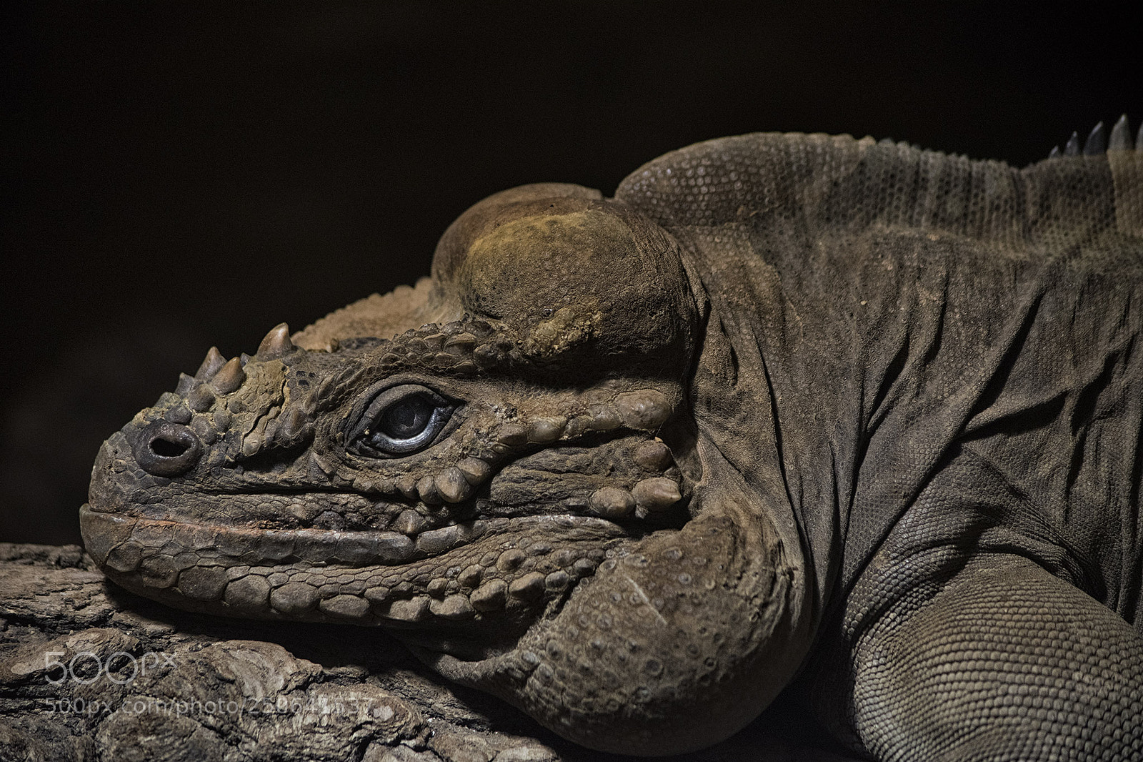 Nikon D3300 sample photo. Legu n nosoroh rhinoceros photography