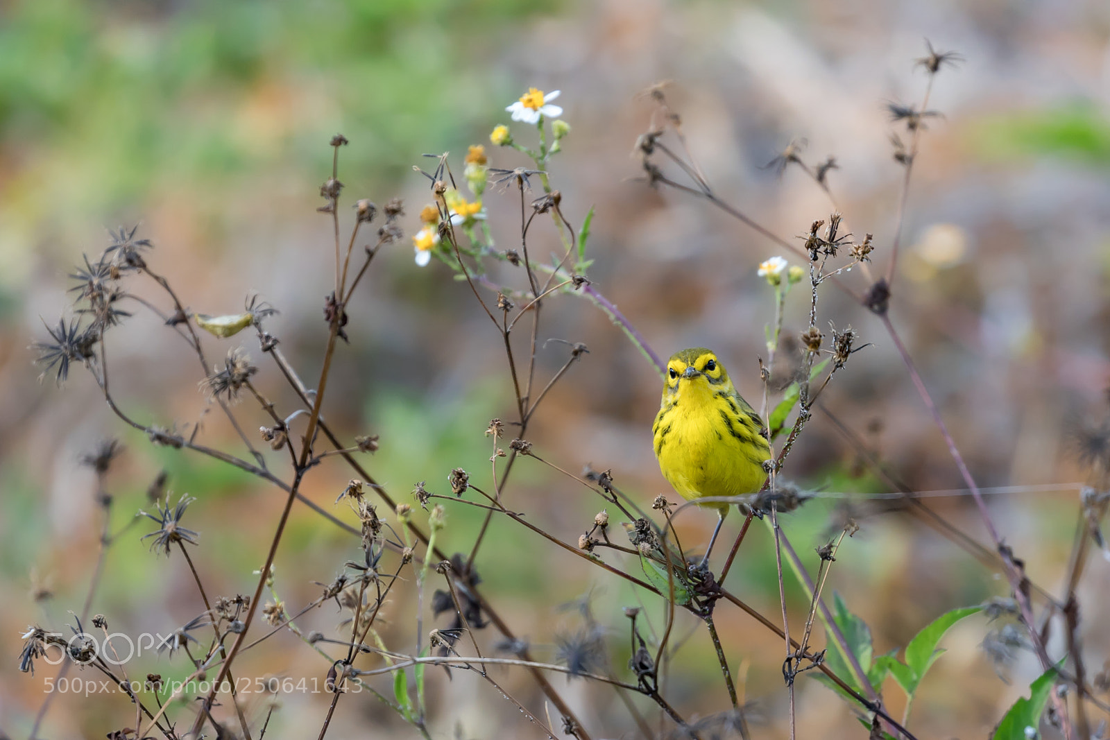 Canon EOS 5D Mark IV sample photo. Warbler photography