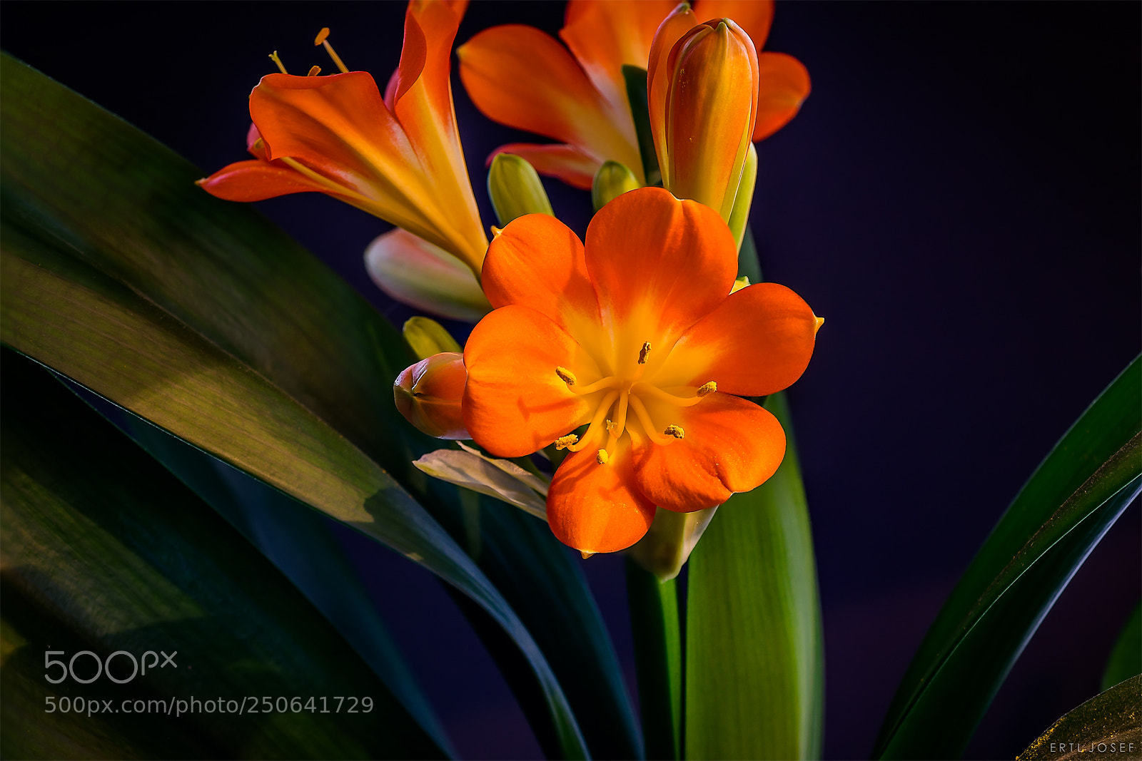Canon EOS 70D sample photo. Riemenblatt / klivie photography