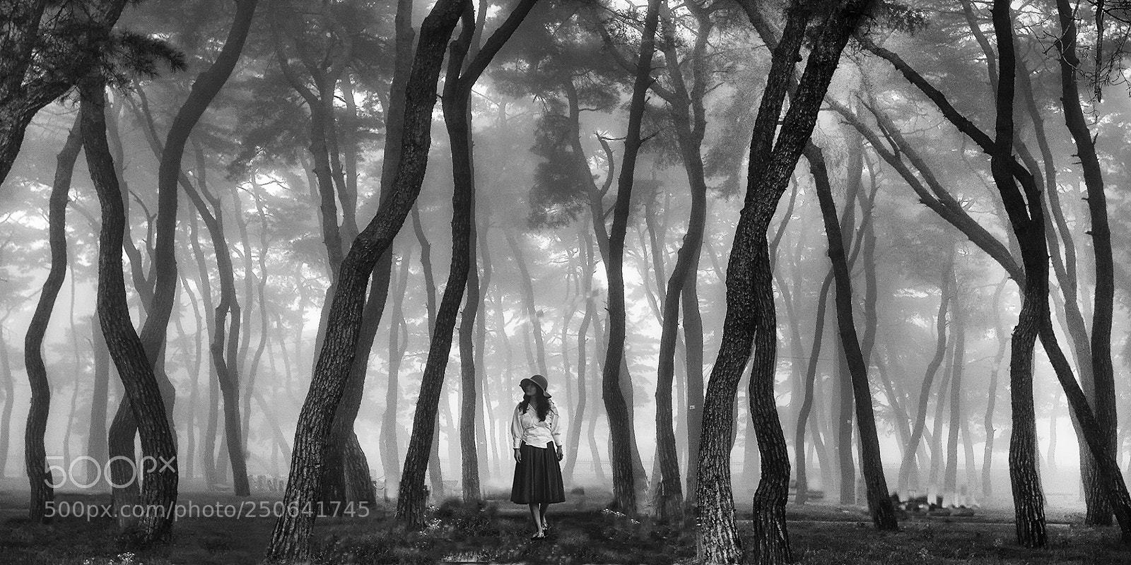 Canon EOS 30D sample photo. In the foggy pine photography