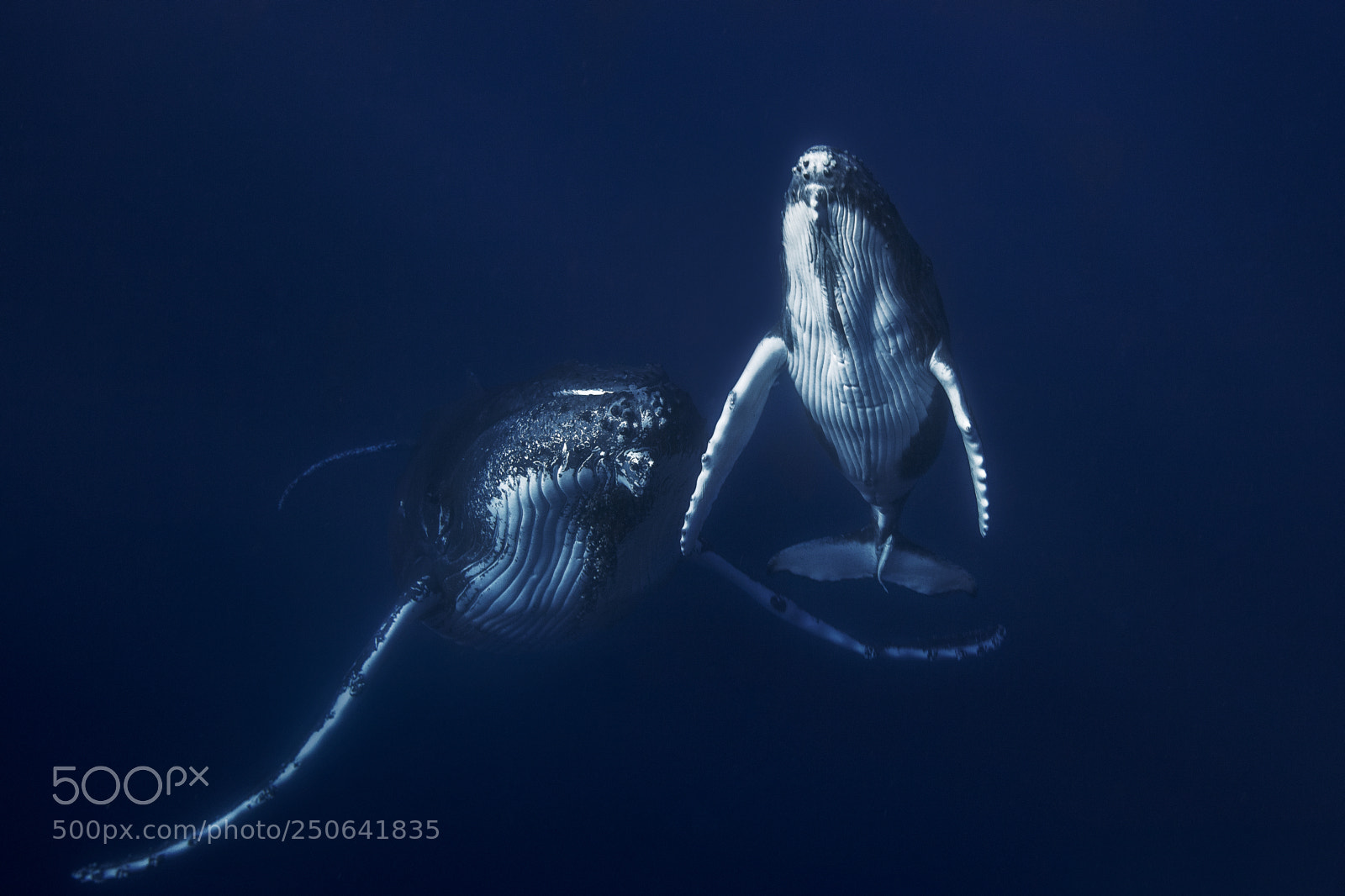 Canon EOS 5D Mark II sample photo. Humpback whale : megaptera novaeangliae photography