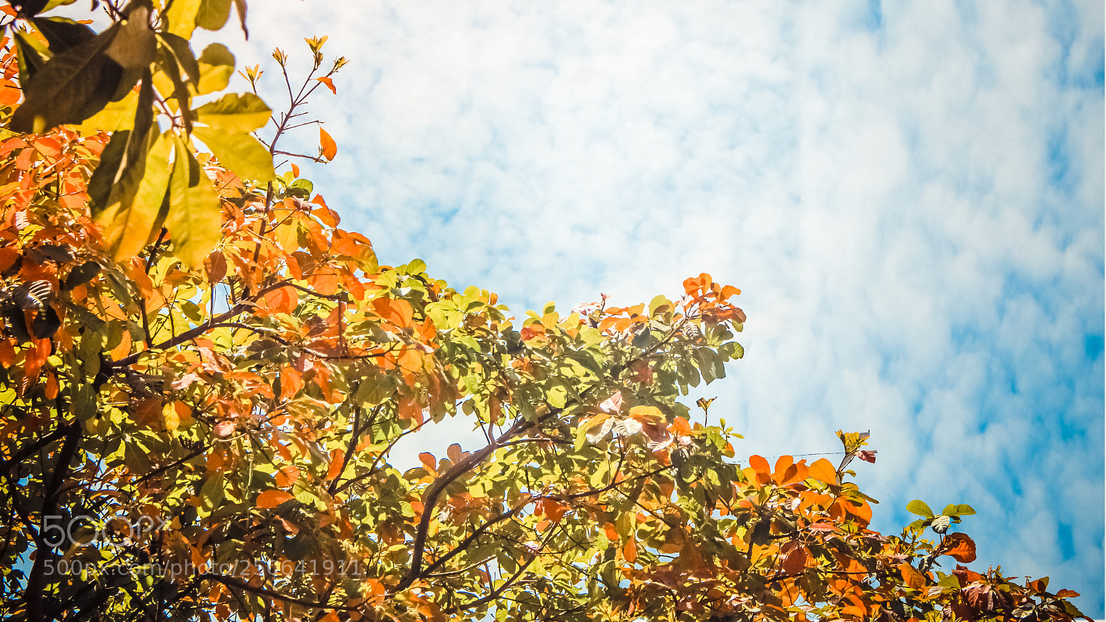 Canon EOS 700D (EOS Rebel T5i / EOS Kiss X7i) sample photo. Autumn, da nang, vietnam photography
