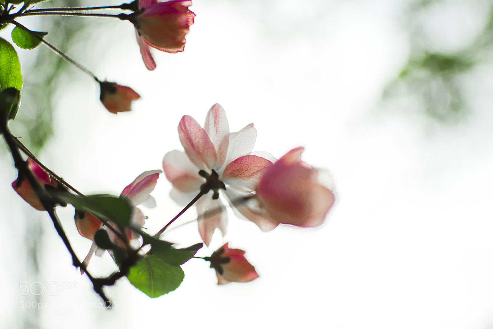 Nikon D7100 sample photo. Flower photography