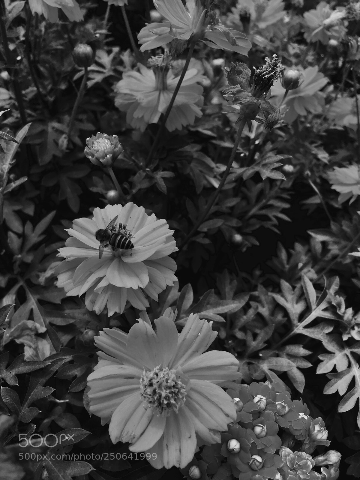 Apple iPhone 6s sample photo. Sex with daisy photography