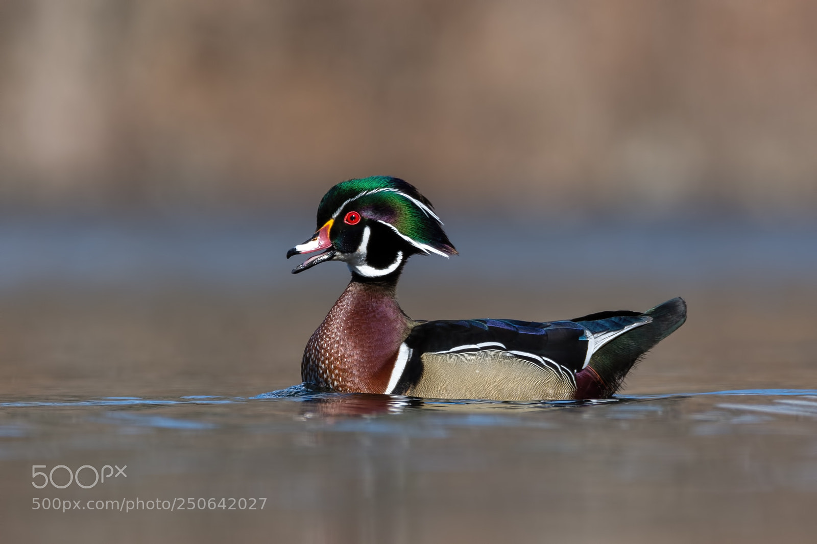 Nikon D7200 sample photo. Wood duck drake photography