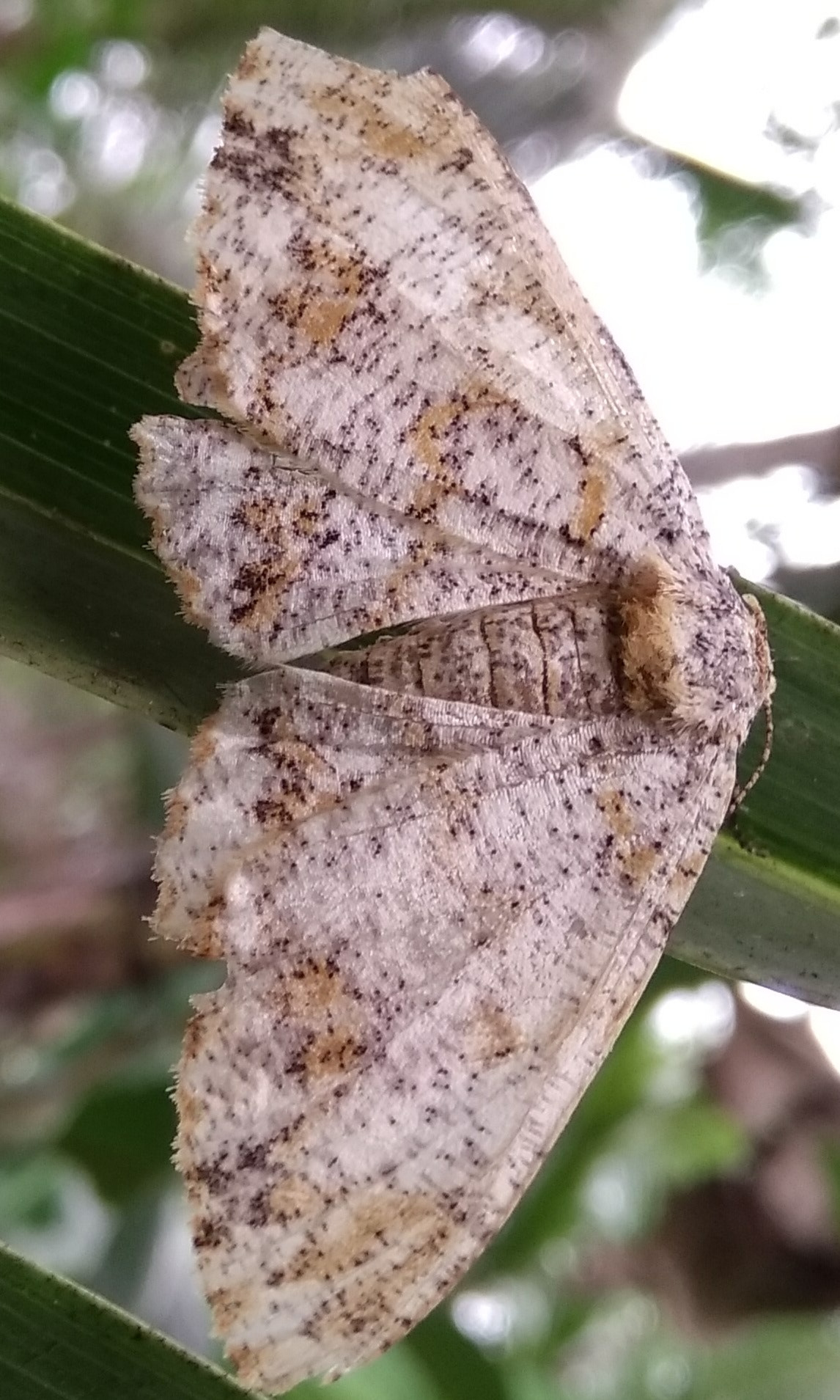 Xiaomi MI MAX sample photo