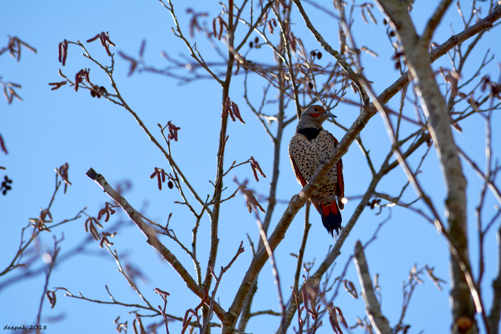 Nikon D5200 sample photo. Northern flicker photography