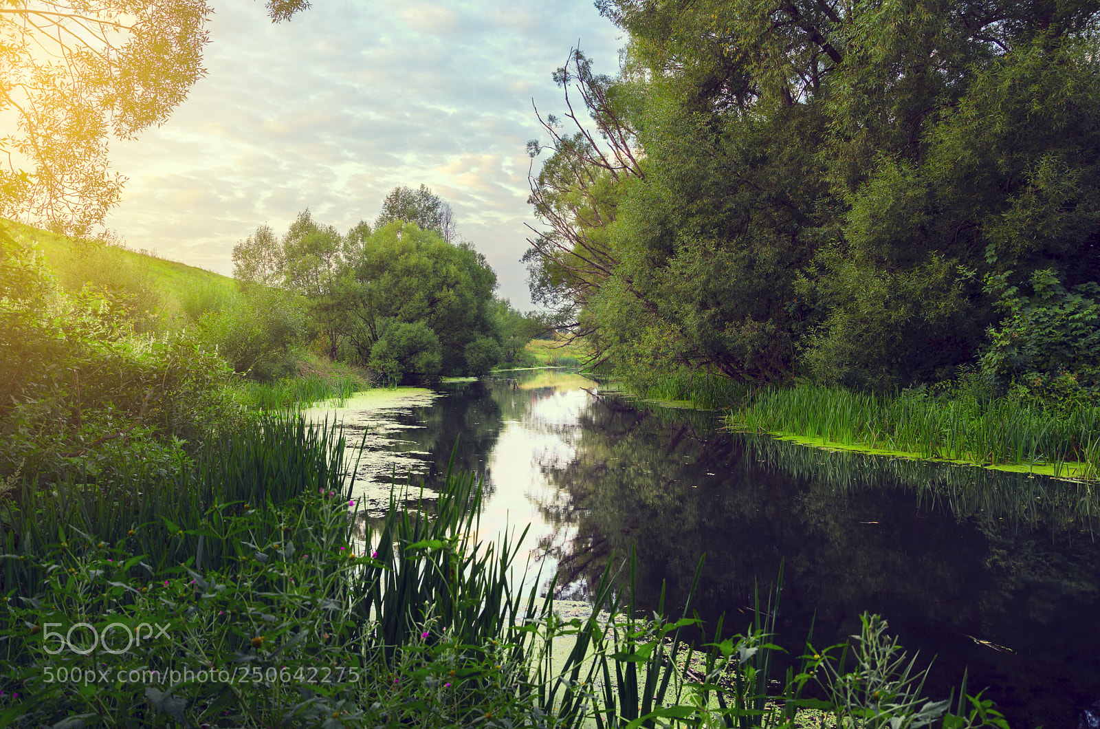 Nikon D5100 sample photo. Forest river photography