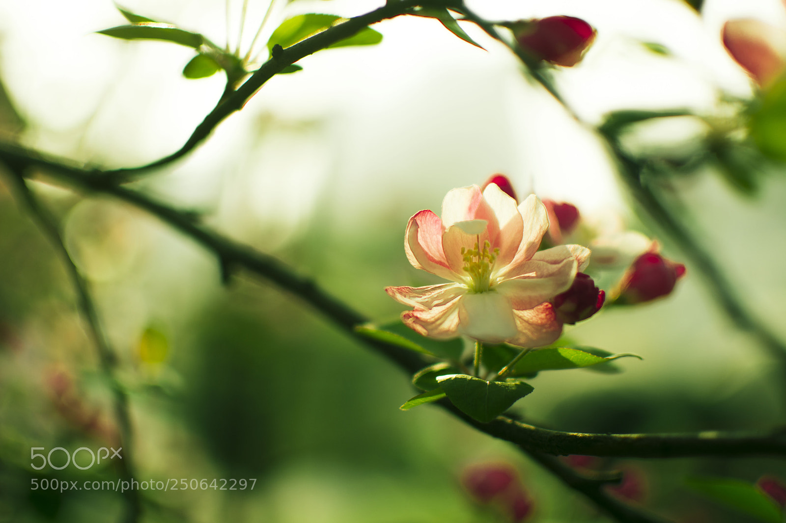 Nikon D7100 sample photo. Blooming～ photography
