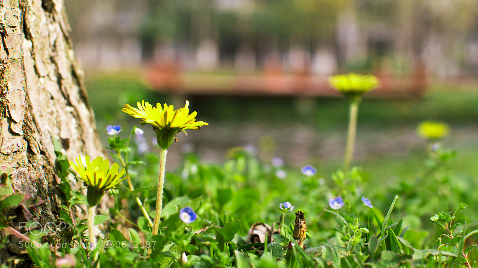 Nikon D7100 sample photo. Spring photography
