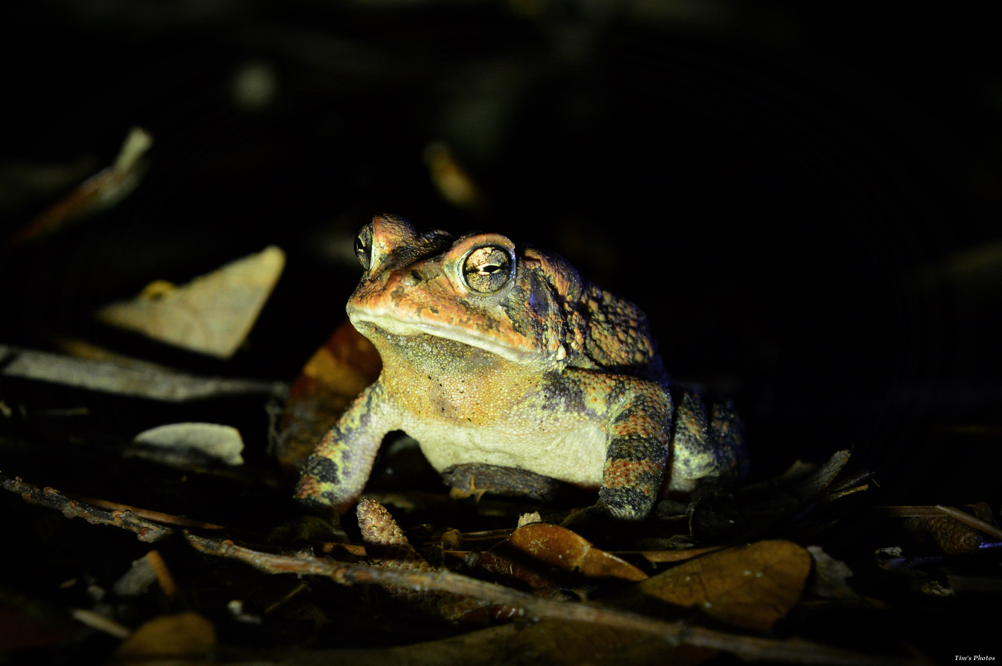 Nikon D3200 sample photo. Nightlife photography