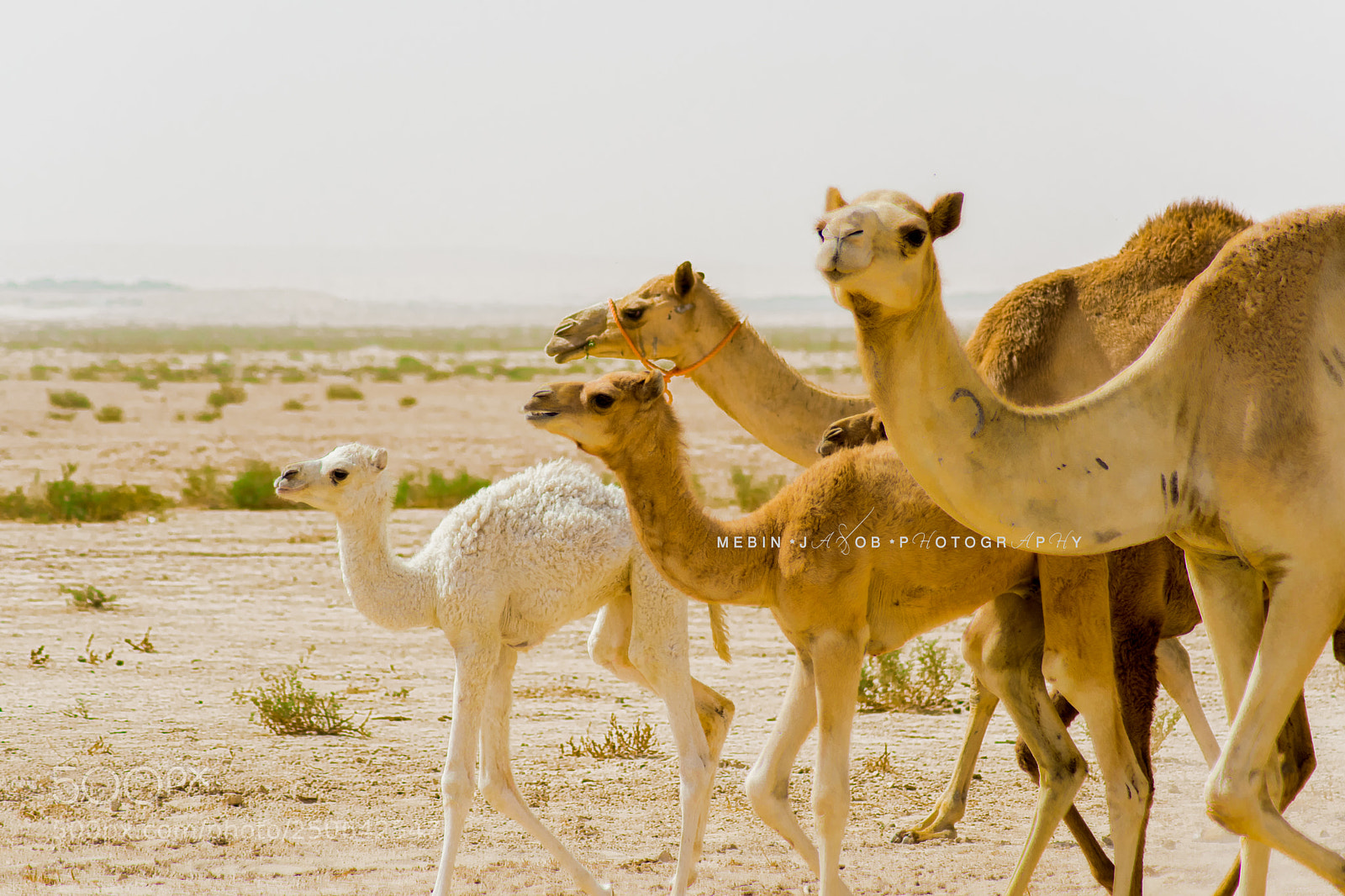Nikon D5300 sample photo. The herd photography