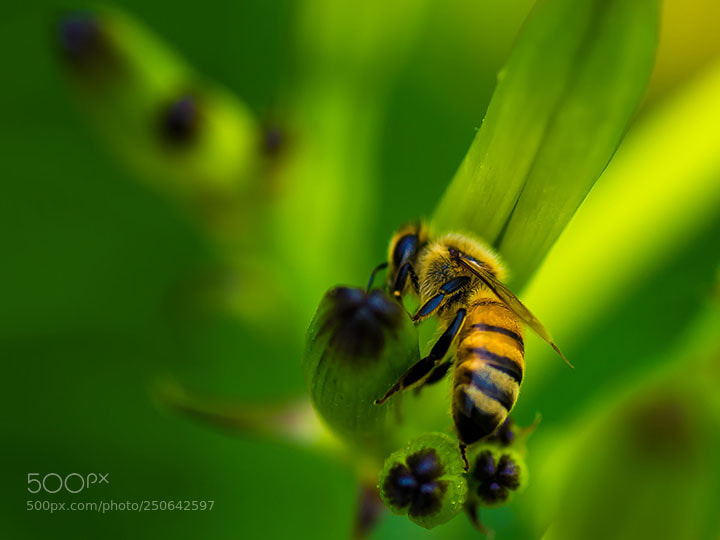 Pentax K-5 sample photo. Bee photography