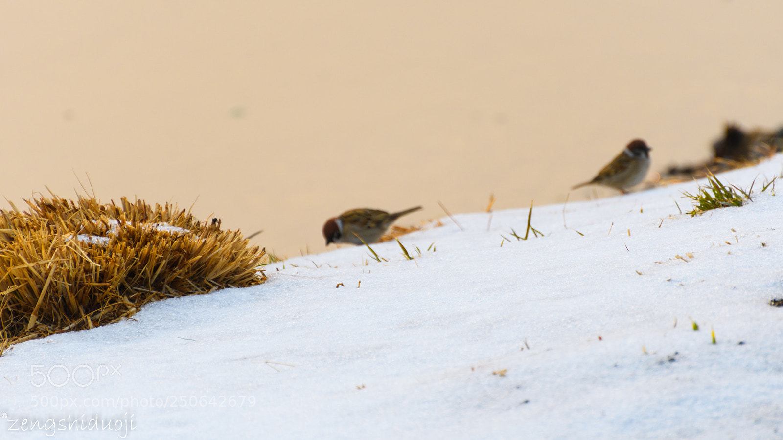 Nikon D500 sample photo. 雪后 photography