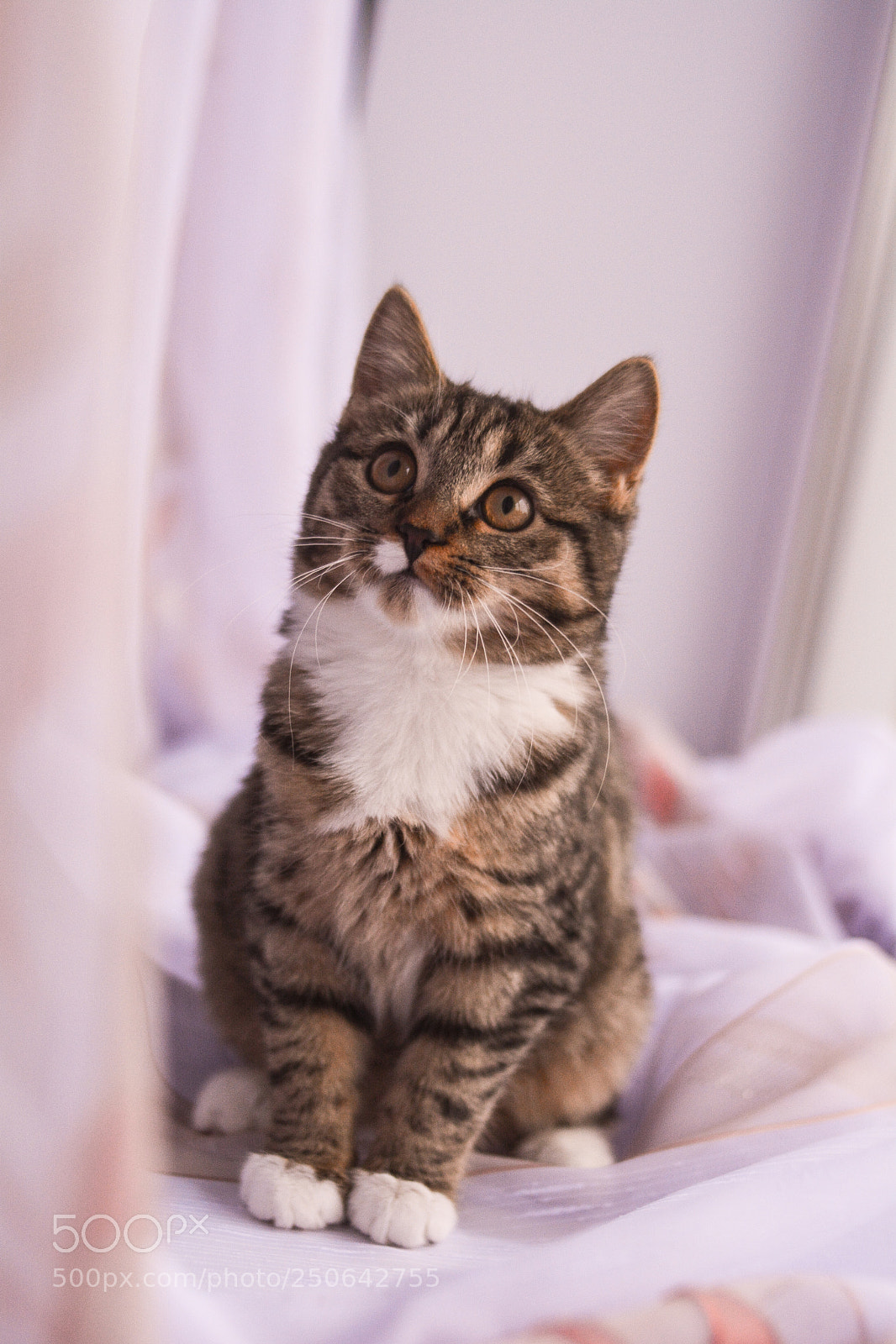 Nikon D5200 sample photo. котенок у окна photography