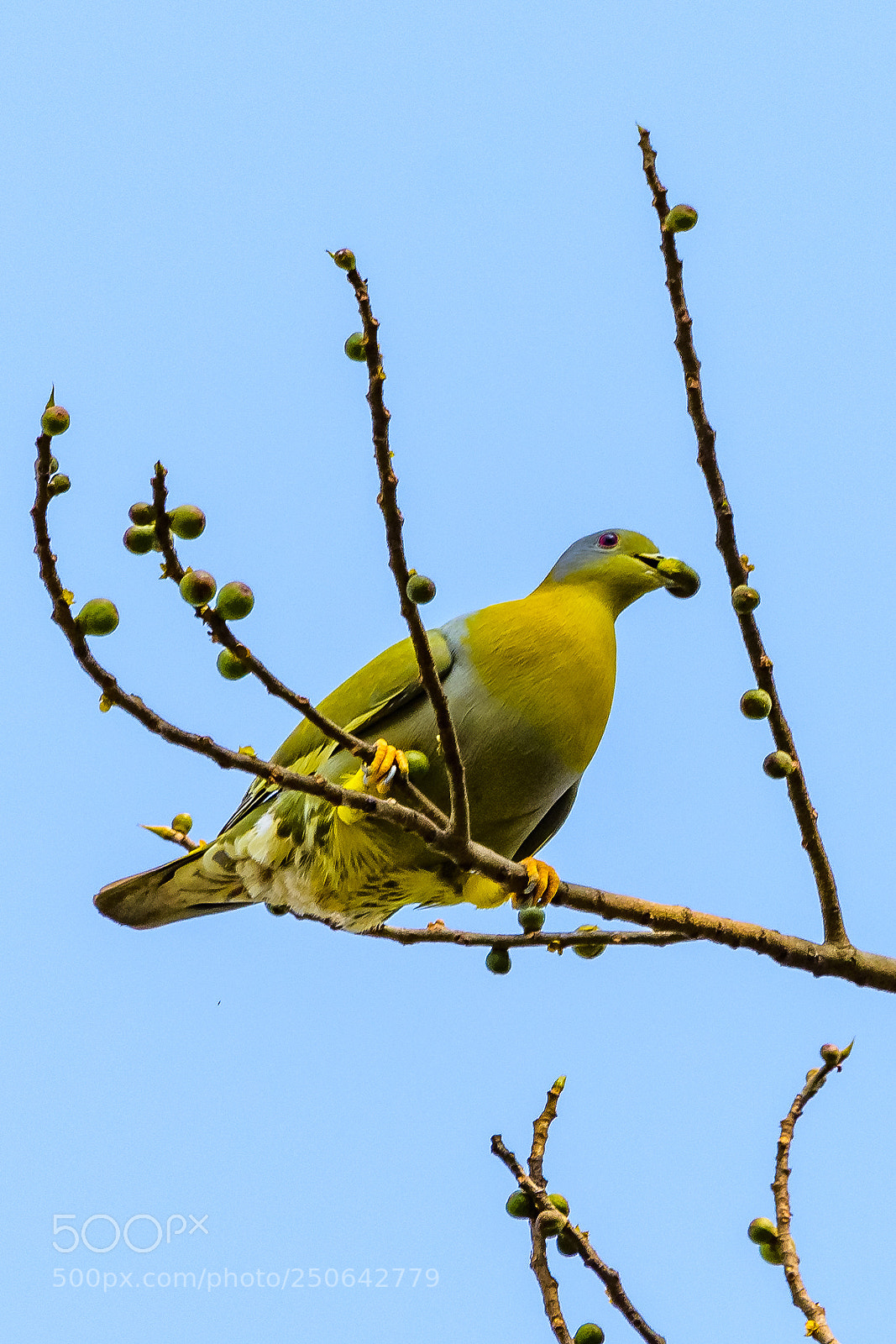 Nikon D7200 sample photo. Grey throated green pigeon photography