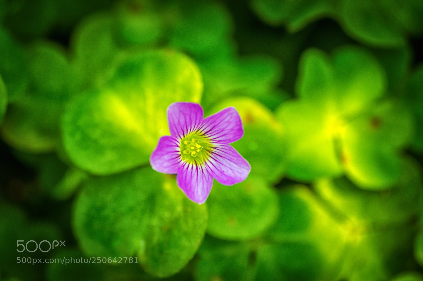 Nikon D7200 sample photo. Pink in green photography