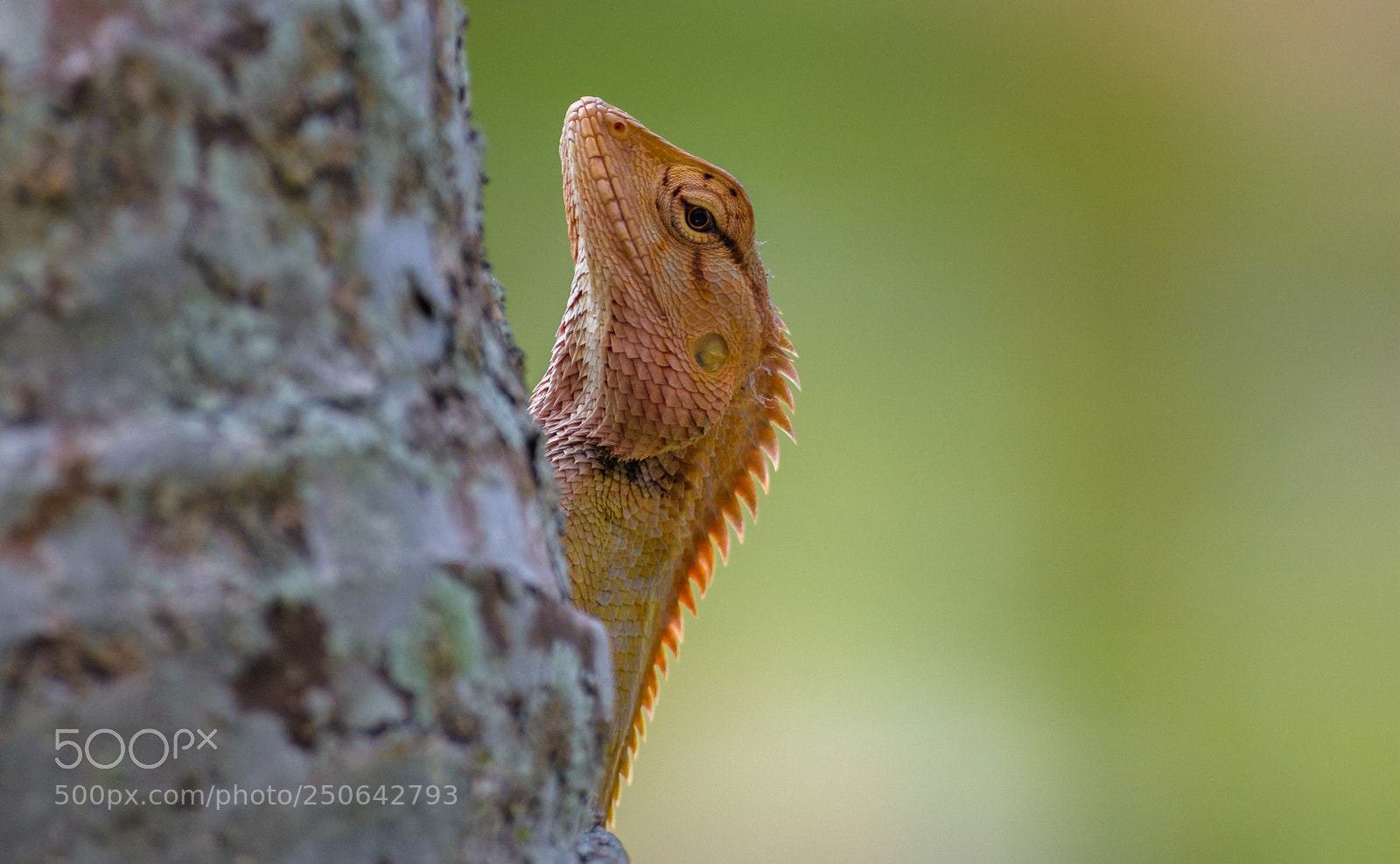 Nikon D7200 sample photo. The colour changer photography