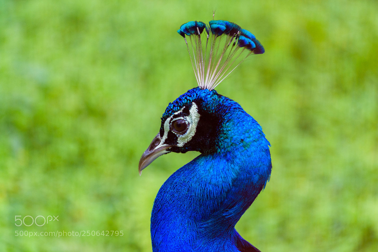 Nikon D7200 sample photo. Common indian peafowl photography