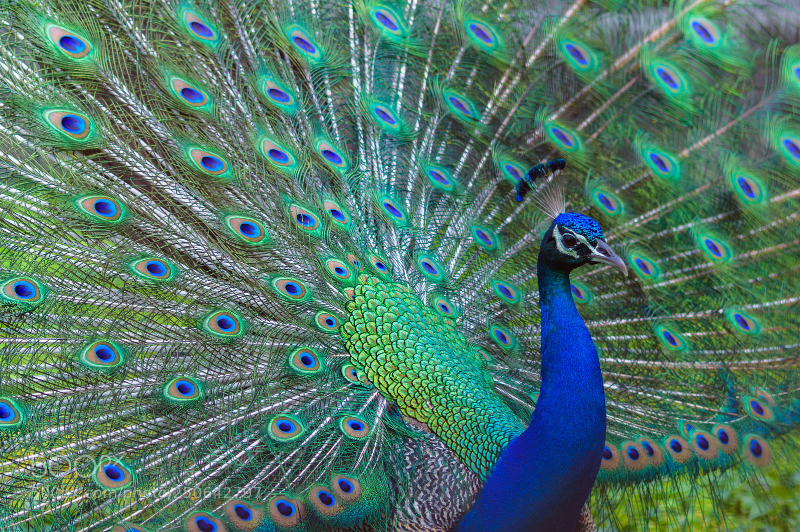 Nikon D7200 sample photo. All colourful photography