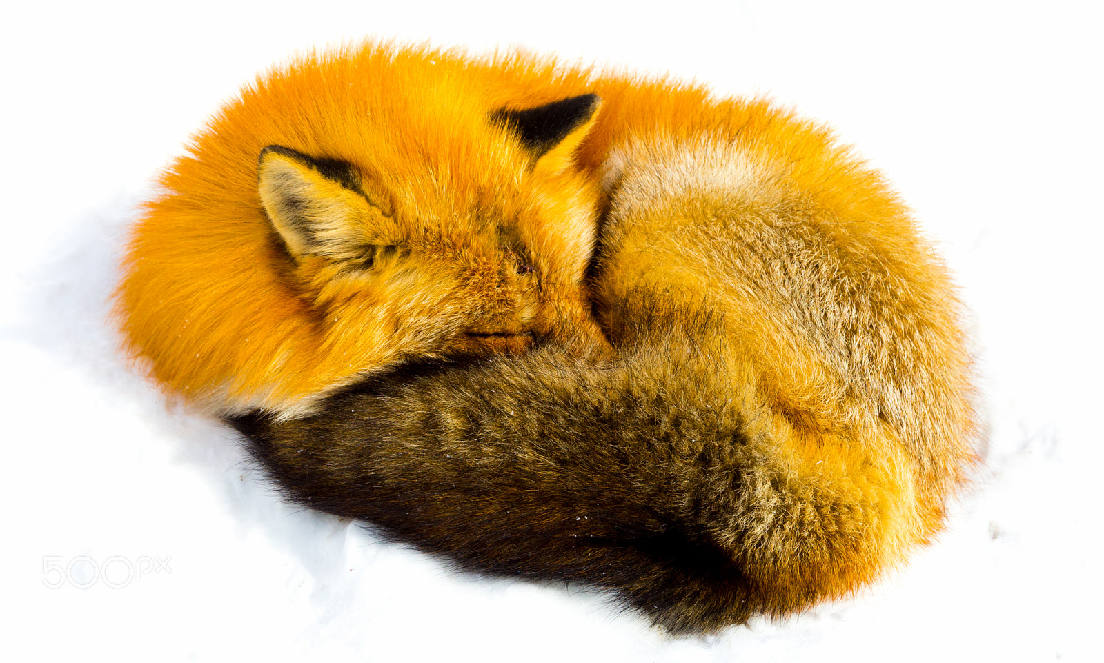 Canon EOS 60D sample photo. Fox nap time photography