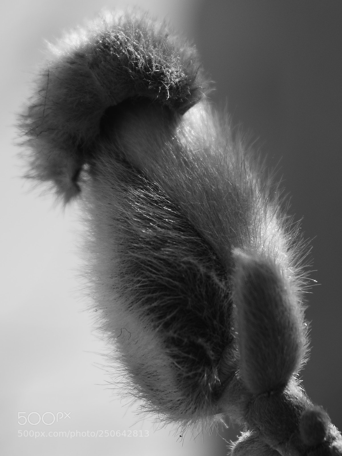 Nikon D5200 sample photo. 玉兰 photography