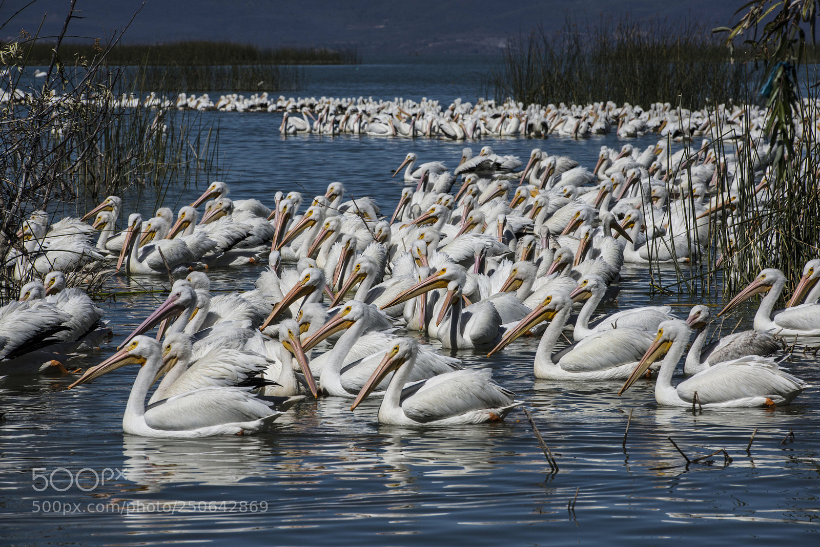 Nikon D800 sample photo. White pelicans photography