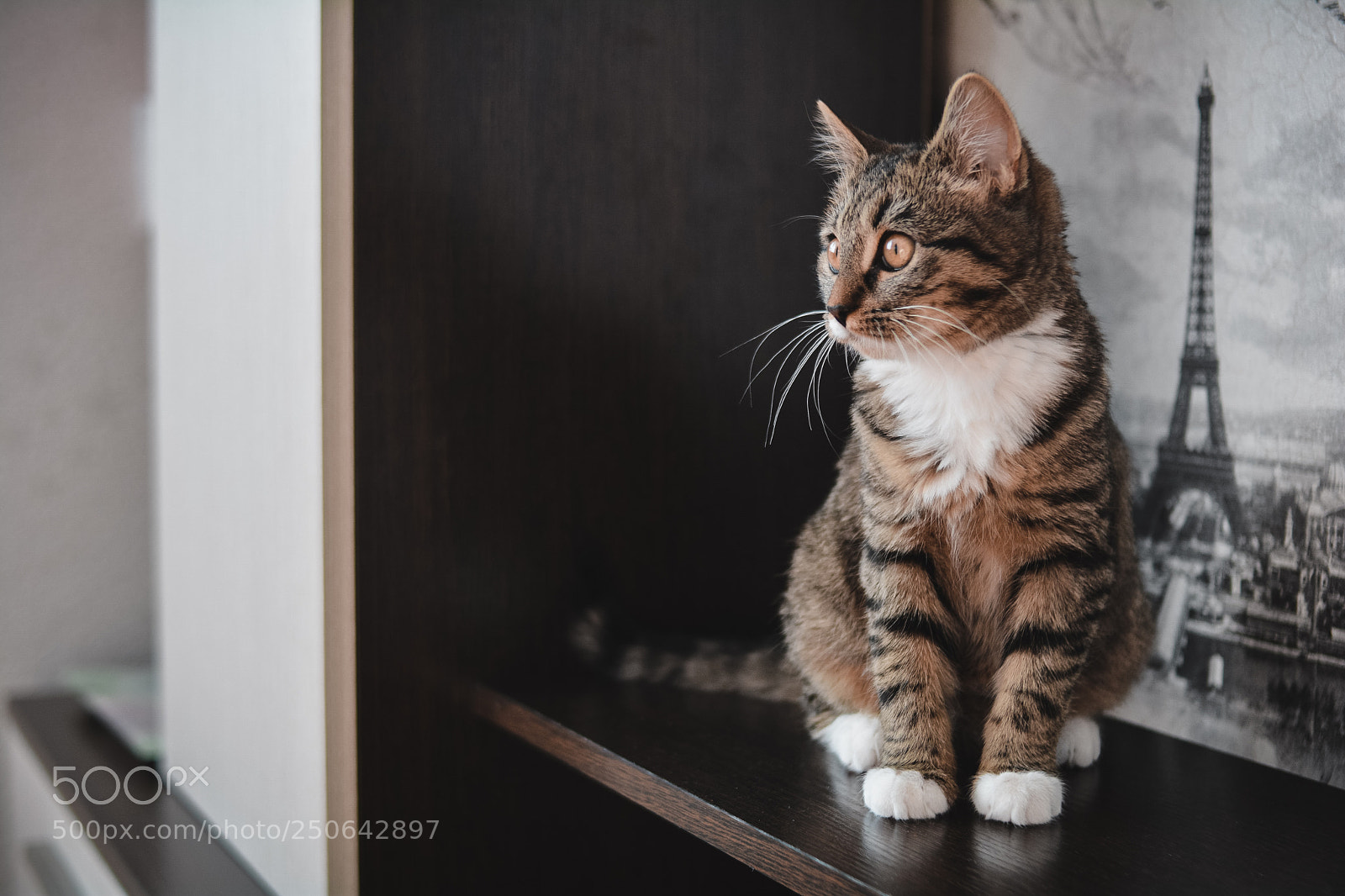Nikon D5200 sample photo. котенок на "стенке" photography