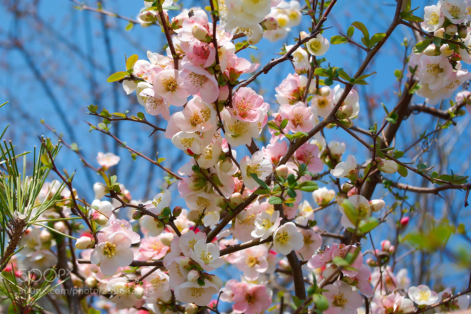 Pentax K200D sample photo. Flower in spring photography