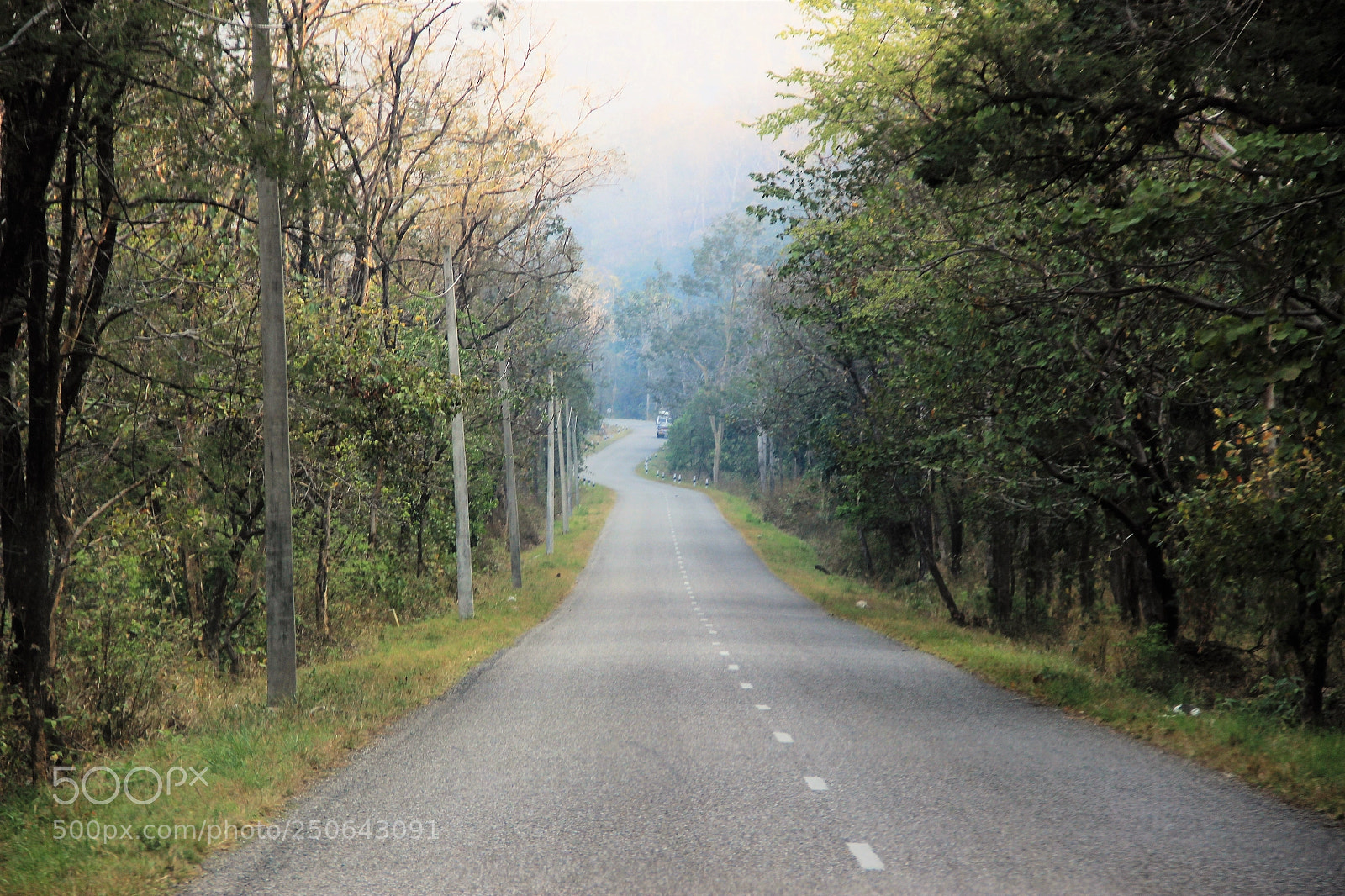 Canon EOS 600D (Rebel EOS T3i / EOS Kiss X5) sample photo. Road through the jungle photography
