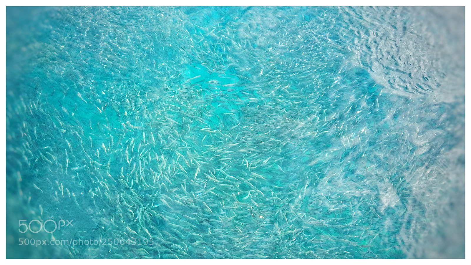 Samsung Galaxy Grand Prime sample photo. Small fish photography