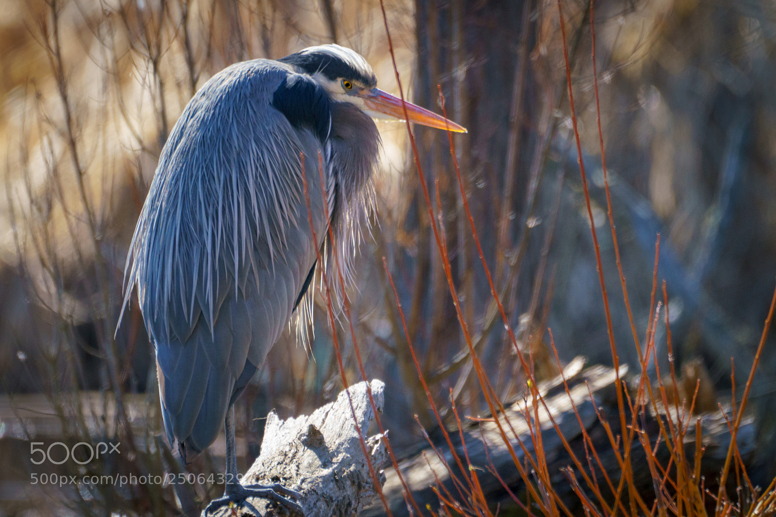 Sony a7R III sample photo. Great blue heron photography