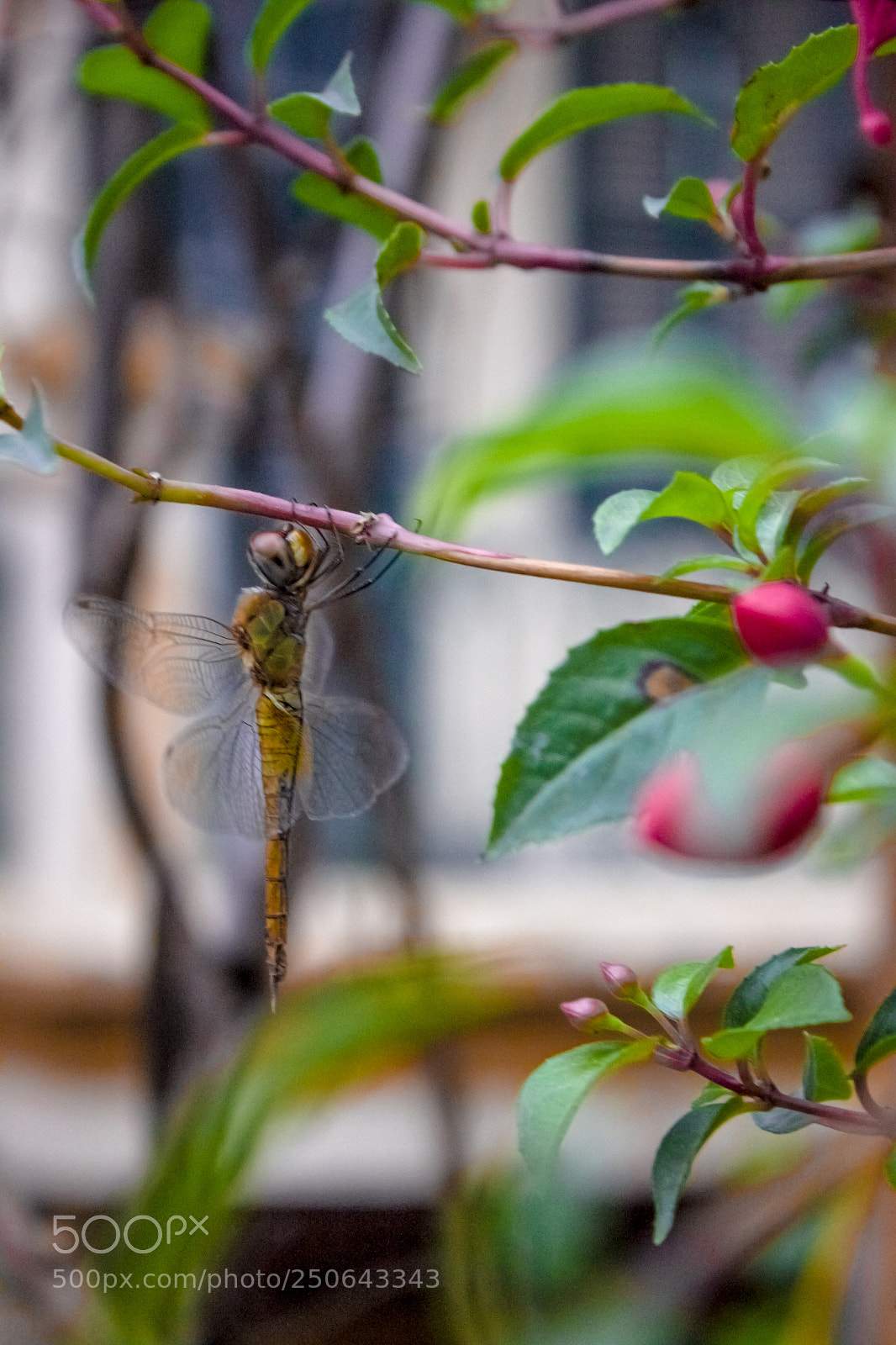 Canon EOS 500D (EOS Rebel T1i / EOS Kiss X3) sample photo. Dragonfly photography