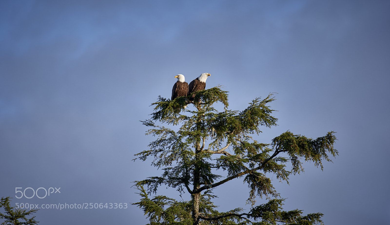 Nikon D500 sample photo. Bald eagles during a photography