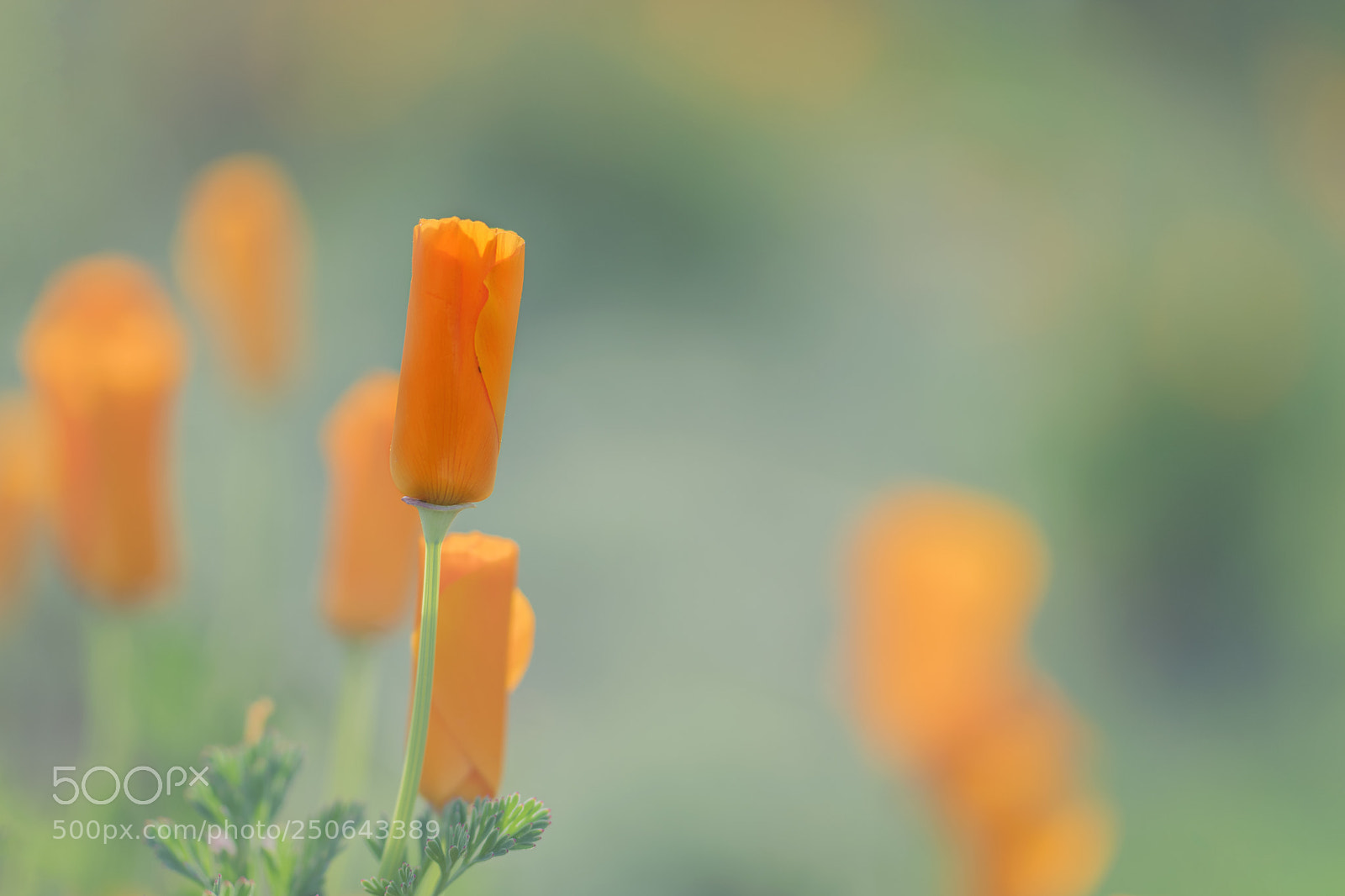 Nikon D5300 sample photo. Spring time photography