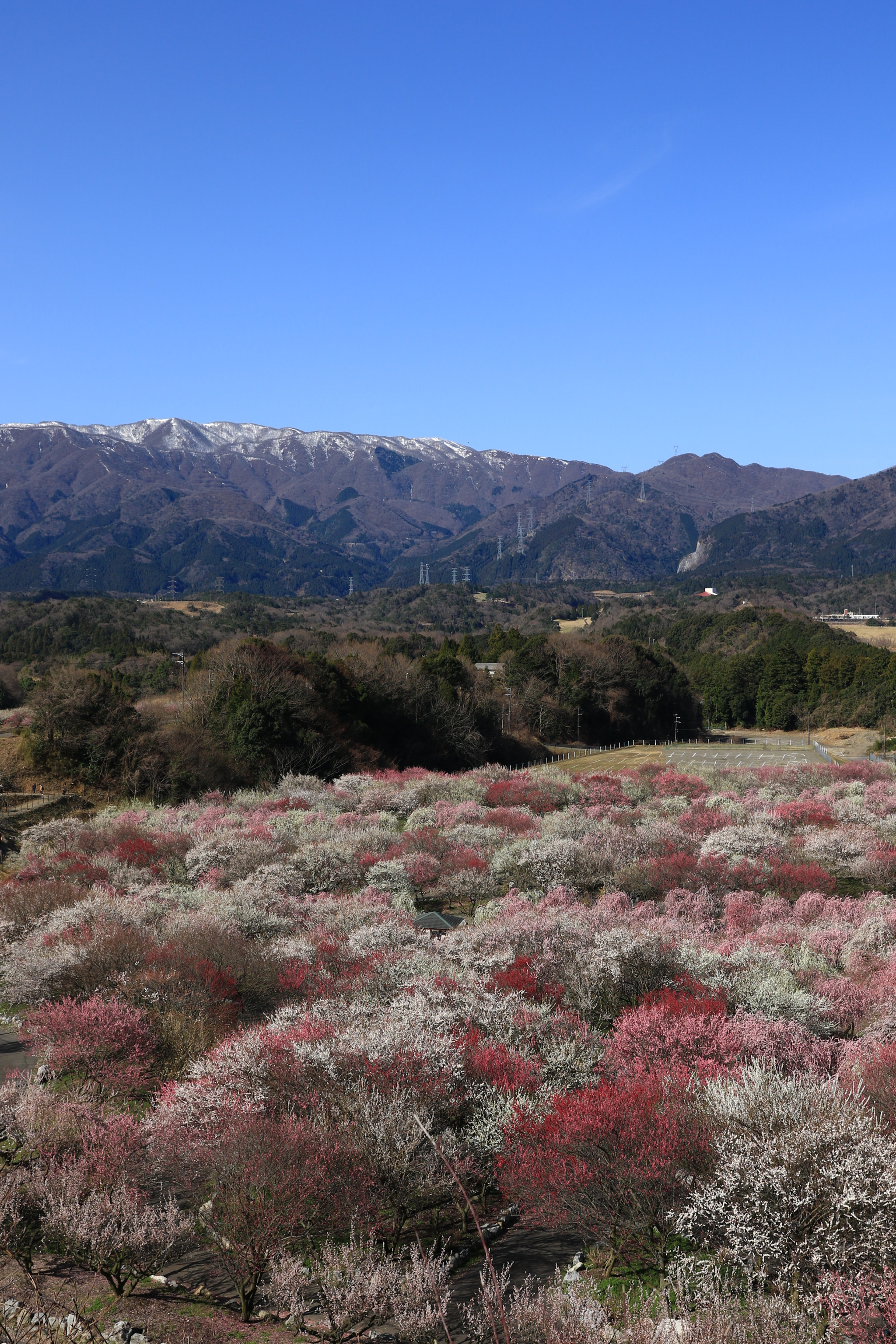 Canon EF 24-70mm F2.8L II USM sample photo. 養老山脈と梅林公園 photography