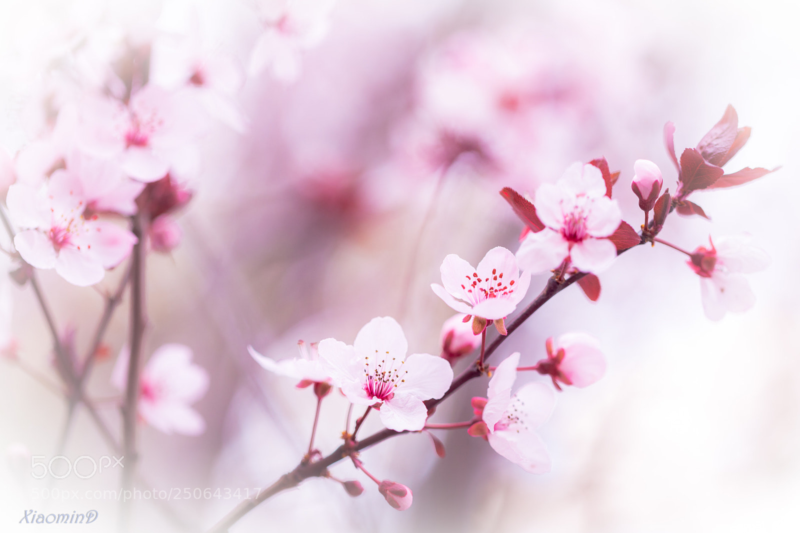 Canon EOS 5D Mark IV sample photo. The blossoming sandcherry photography
