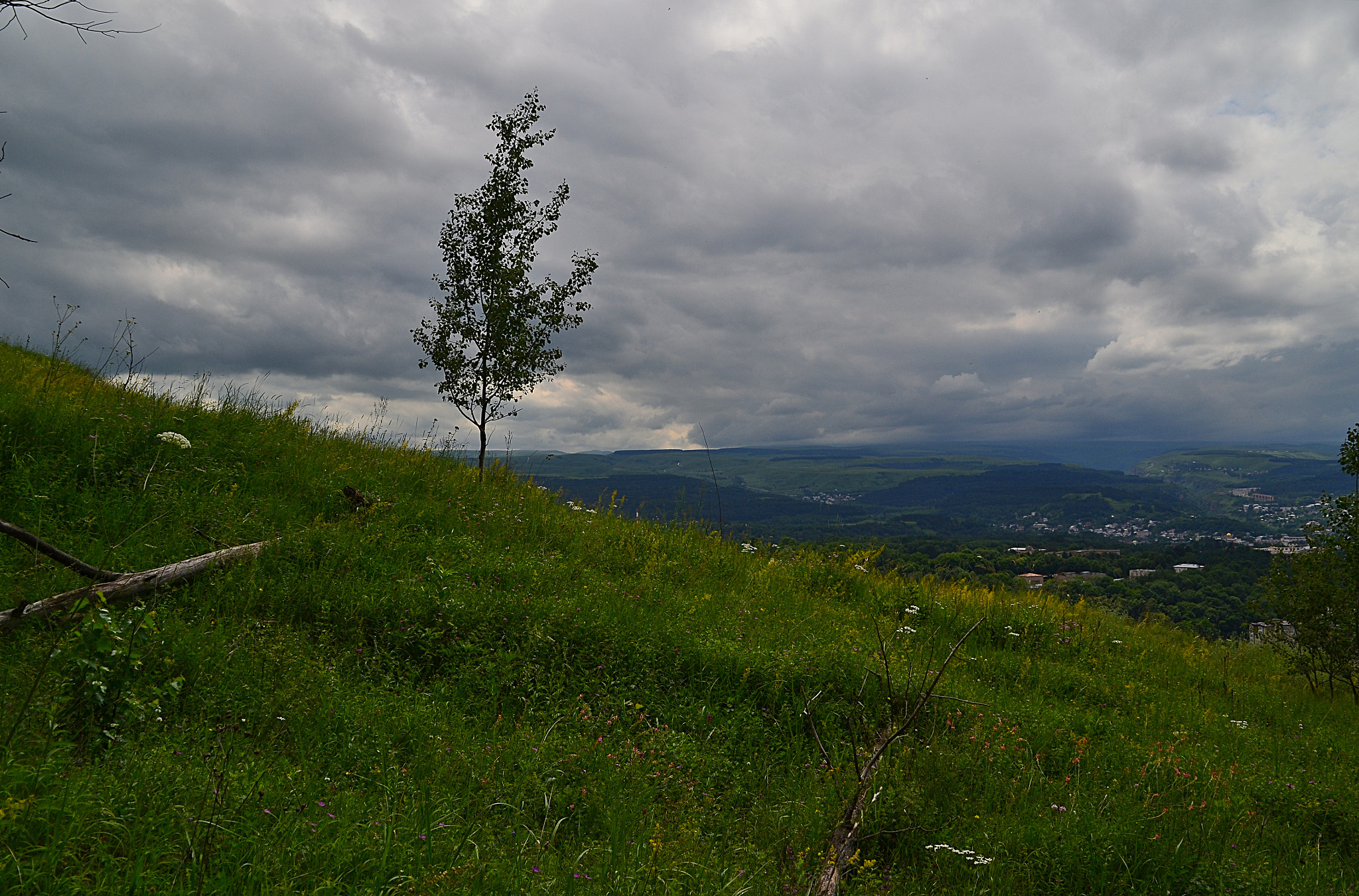 Nikon D3100 sample photo. Little aspen and great scenery photography