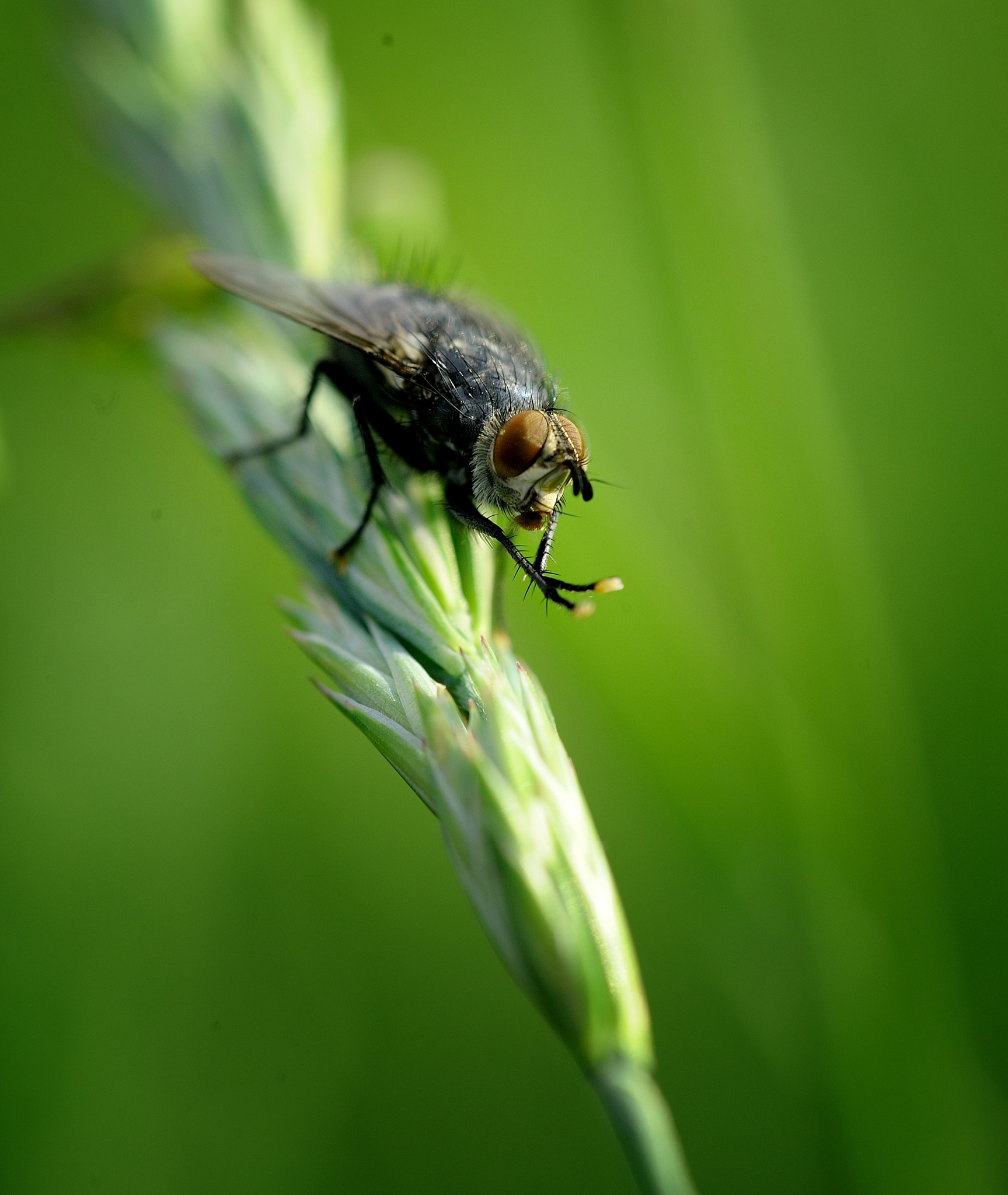 Tamron SP AF 90mm F2.8 Di Macro sample photo. Dsc photography