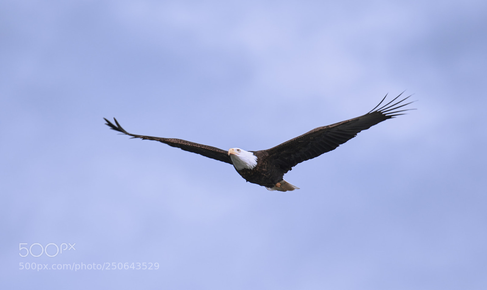 Nikon D500 sample photo. Bald eagle in flight photography