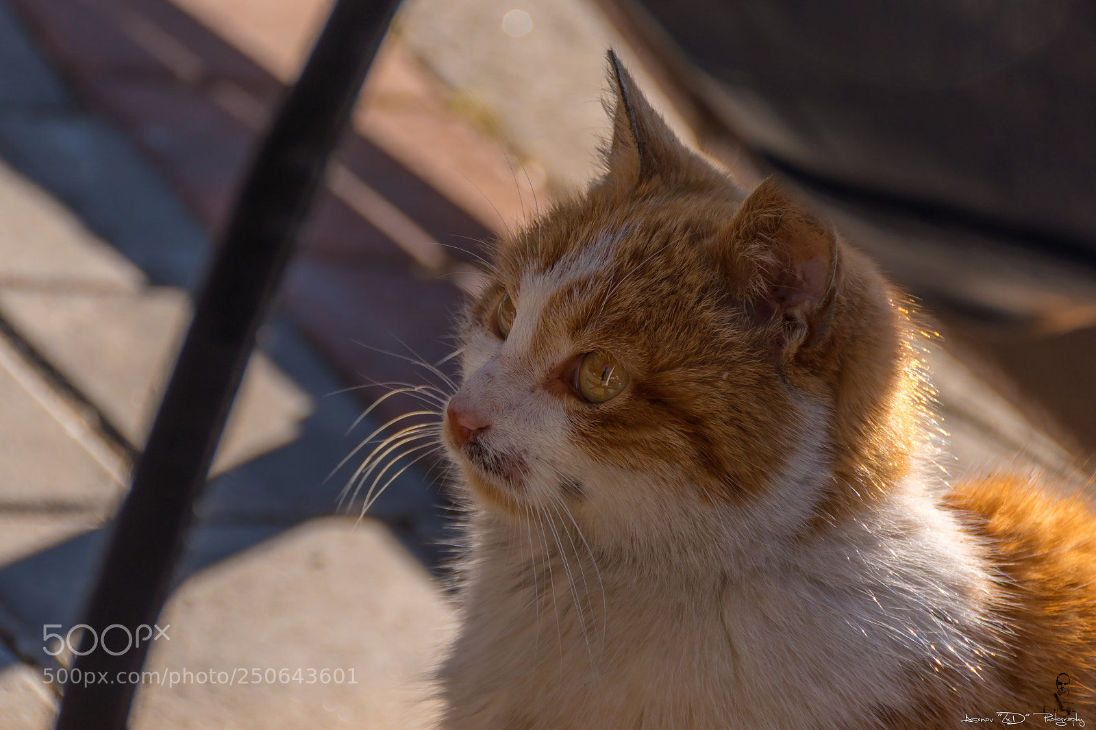Nikon D5500 sample photo. White & orange cat photography
